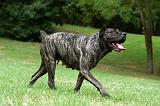 CANE CORSO 941